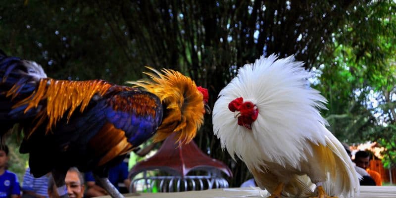 Ưu điểm khi tham gia đá gà 8xbet